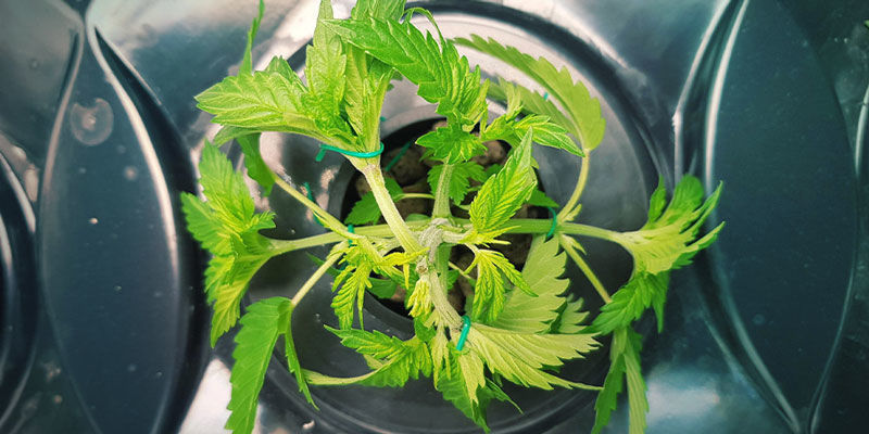 Edistyneen hydroponisen kannabiksen kasvatuksen hyvät ja huonot puolet Edistyneen hydroponisen kannabiksen kasvatuksen hyvät ja huonot puolet