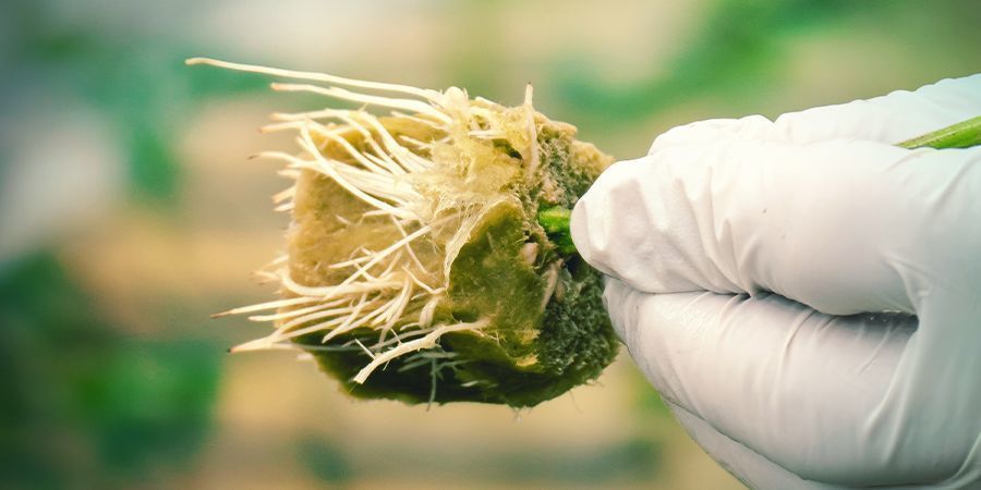 Miksi kannabiskasvi kannattaa kloonata? WHY CLONE A CANNABIS PLANT?
