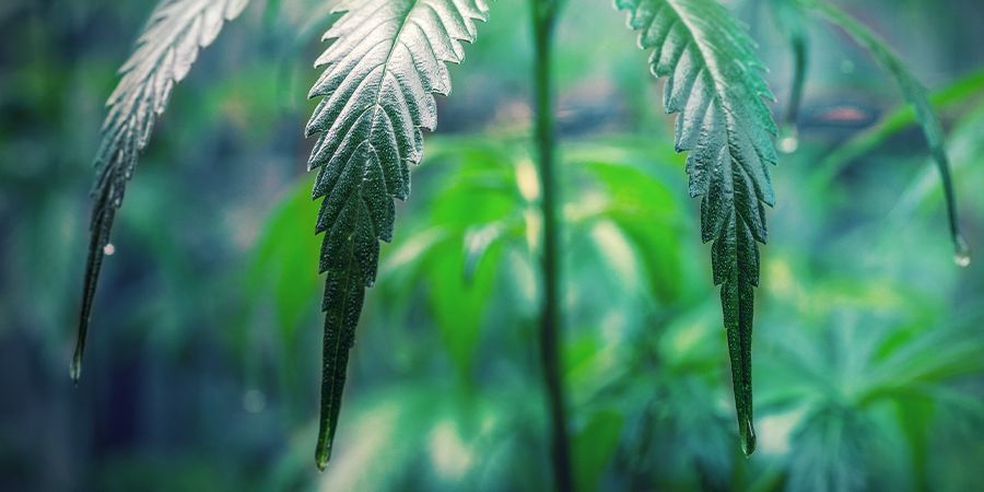 Kuinka hoidat kannabispistokkaitasi KUINKA HOIDAT KANNABISPISTOKKAITASI