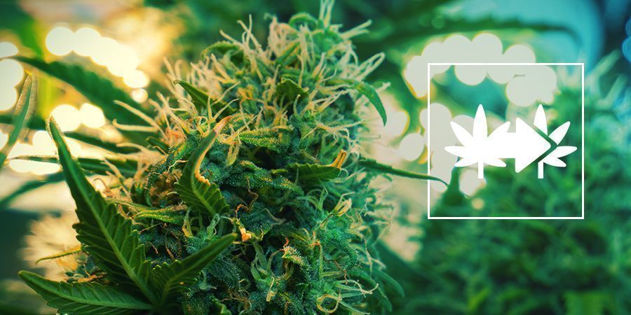 Kannabiksen kloonit Kannabiksen kloonit