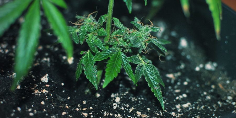 Epätavallinen kloonaus – monster cropping UNCONVENTIONAL CLONING-MONSTER CROPPING