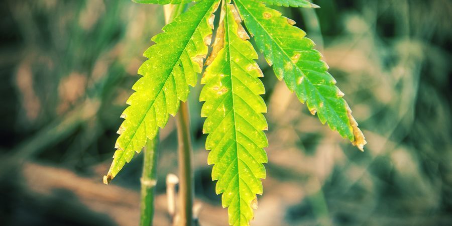 Kun emokasvi vanhenee AS THE MOTHER PLANT GETS OLD