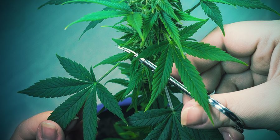 Vinkkejä kannabiskasvien trimmaamiseen Vinkkejä kannabiskasvien trimmaamiseen