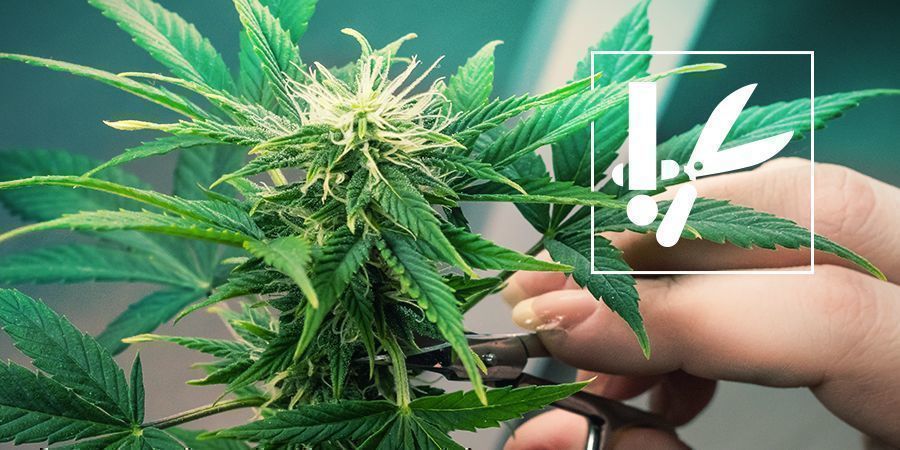 Kannabiksen trimmaustekniikat ja vinkit Kannabiksen trimmaustekniikat ja vinkit