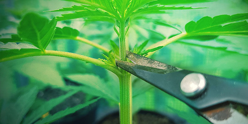 Kannabiksen latvominen