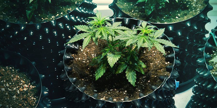 Ilmaleikkaus AIR PRUNING