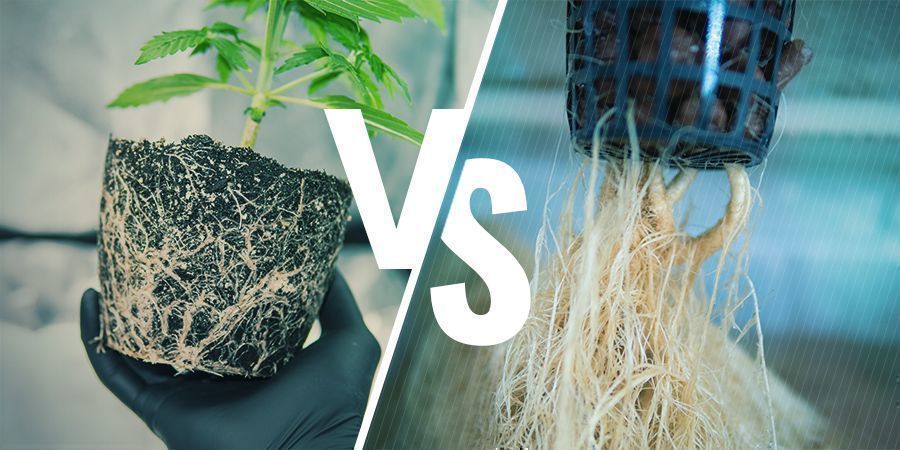 Ilmaleikkaus vs manuaalinen juurileikkaus