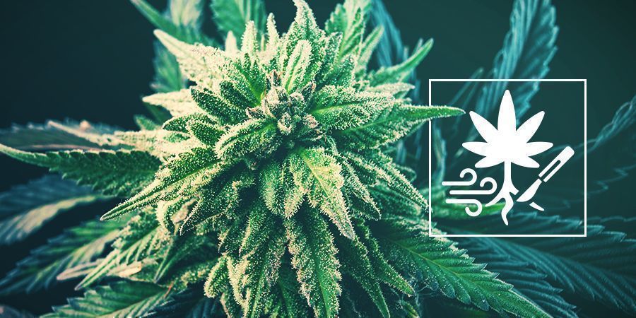 Kuinka kasvattaa kannabiksen satoa juurten leikkauksella