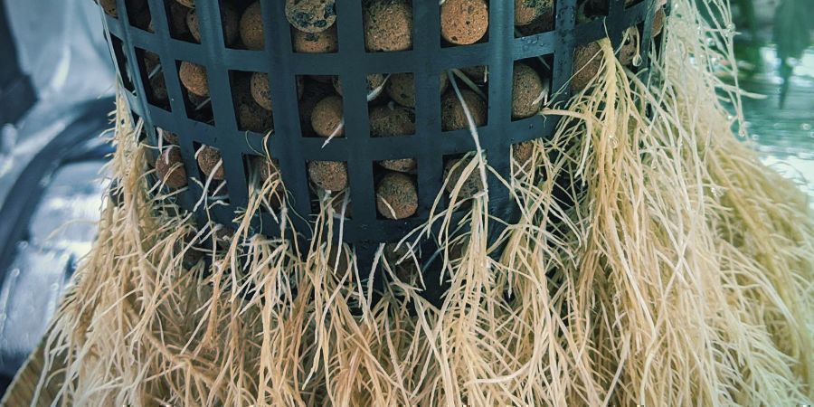 Kuinka juuria leikataan hydroponisissa j&auml;rjestelmiss&auml;