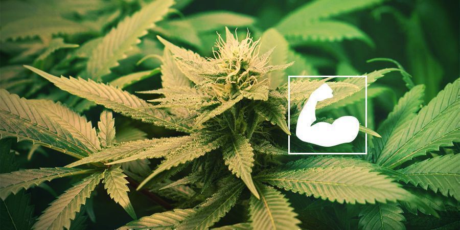 Kannabiksen juurten leikkaamisen hy&ouml;dyt