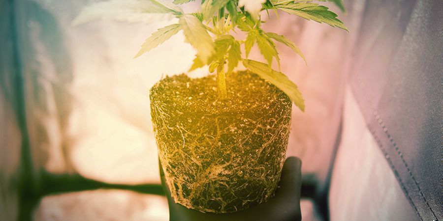Milloin kannabiksen juuria kannattaa leikata k&auml;sin
