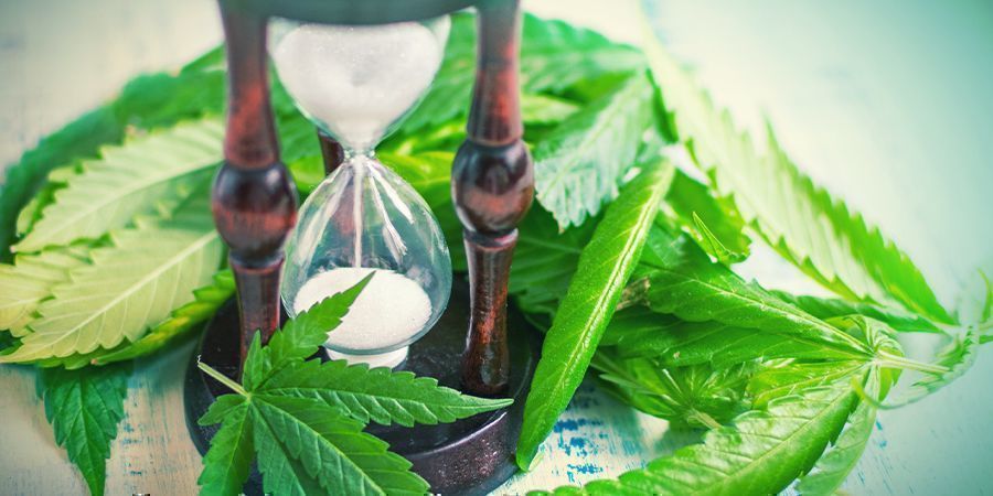 Milloin kannabiksen varsi halkaistaan Milloin kannabiksen varsi halkaistaan