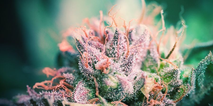 Kannabiksen varsien halkaisun hyödyt Kannabiksen varsien halkaisun hyödyt