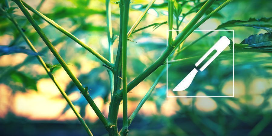 Opas kannabiksen varsien halkaisemiseen Opas kannabiksen varsien halkaisemiseen