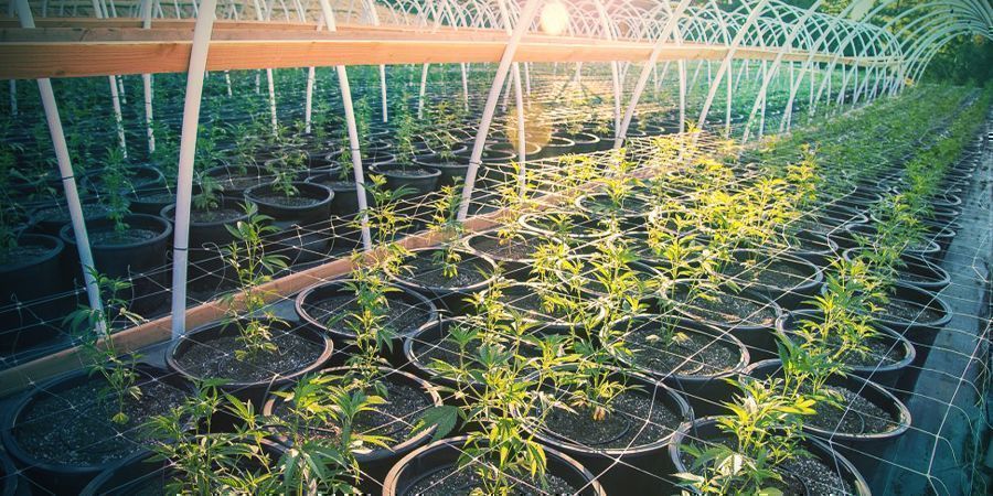 Kuinka tuet kannabiksen ulkona ristikolla HOW TO TRELLIS CANNABIS OUTDOORS