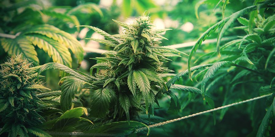 ScrOG-menetelmä maksimaaliseen tuotantoon SCROG METHOD FOR MAXIMUM PRODUCTION