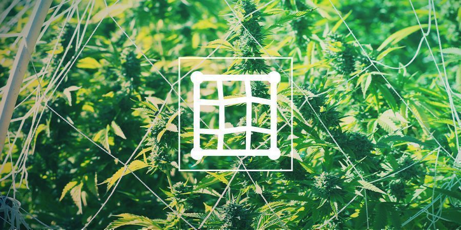 Kannabiksen trellisointi Kannabiksen trellisointi