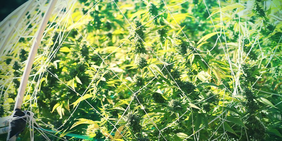 Pystysuuntainen ristikkotuki VERTICAL TRELLISING
