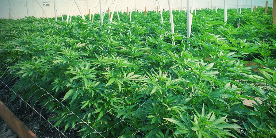 Kannabiksen tuentaverkotuksen hyödyt ja haasteet KANNABIKSEN TUENTAVERKOTUKSEN HYÖDYT JA HAASTEET