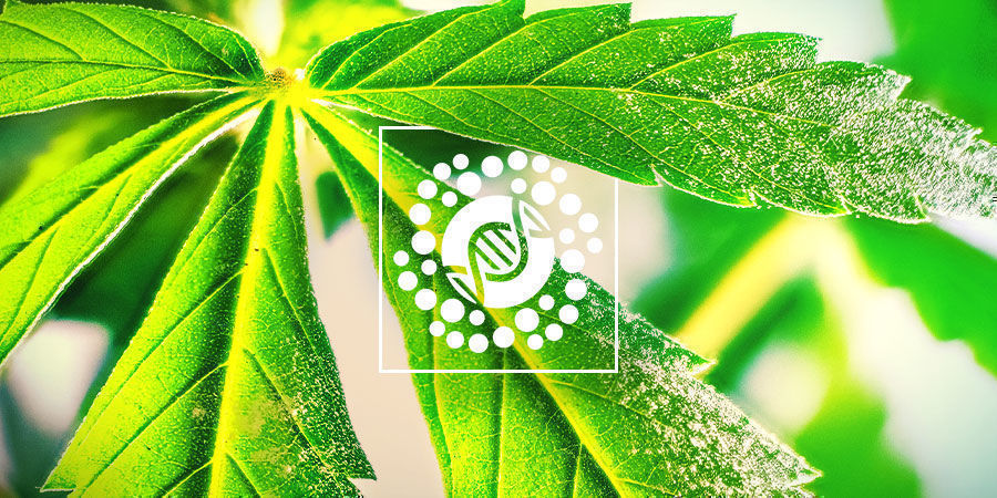 Kaikki siitepölystä ja kannabiksen jalostuksesta Kaikki siitepölystä ja kannabiksen jalostuksesta