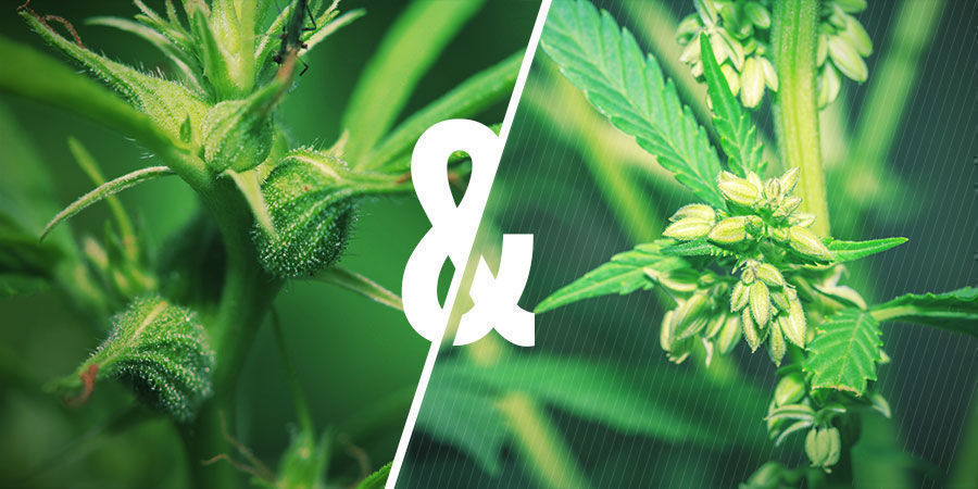Pölyn ja kannabiksen jalostuksen yhteys Pölyn ja kannabiksen jalostuksen yhteys