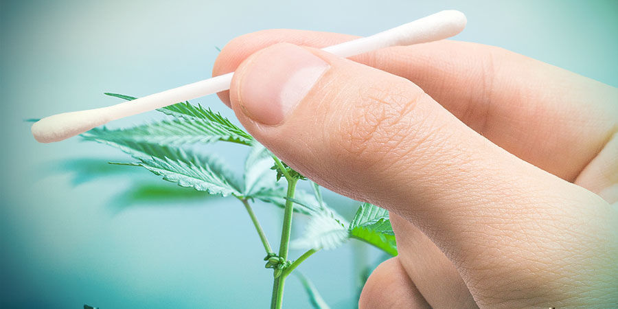 Kannabiksen jalostuksen eri tyypit Kannabiksen jalostuksen eri tyypit