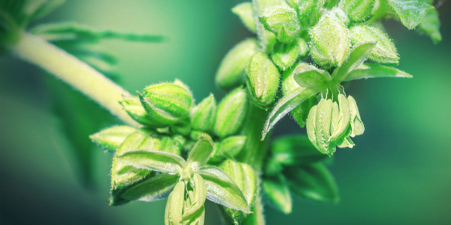 Kannabiksen siitepölyn lähteet Kannabiksen siitepölyn lähteet
