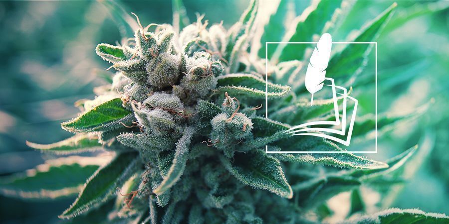 Kannabiksen historia kannabiksen historia