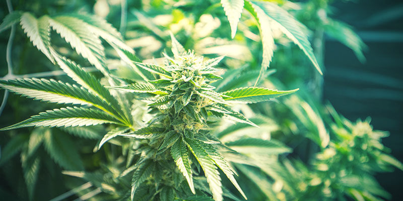 Cannabis sativa ja Cannabis indica