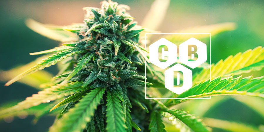 Mitä kannabidioli (CBD) on? Mitä kannabidioli (CBD) on?