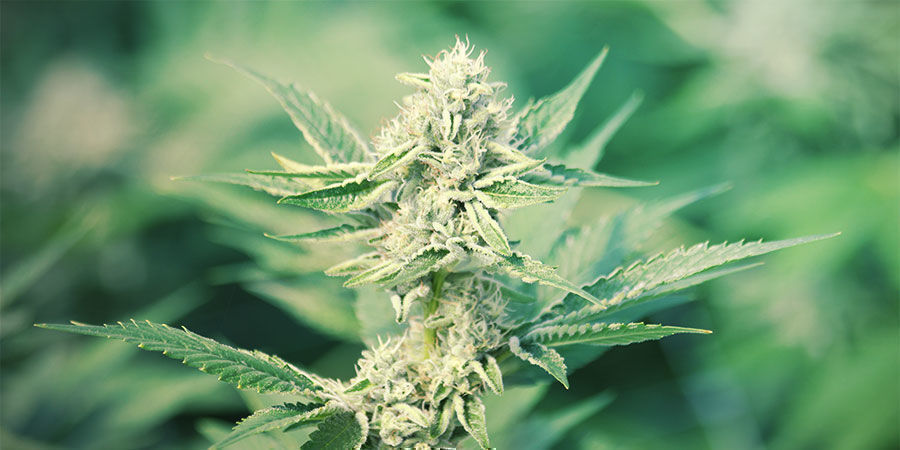 Mistä CBD tulee? Mistä CBD tulee?