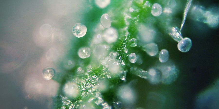 THC-pitoisuudet kannabislajikkeissa THC-pitoisuudet kannabislajikkeissa