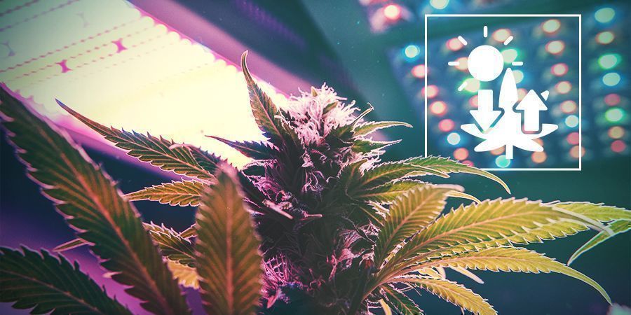 Kannabis ja fotosynteesi Kannabis ja fotosynteesi