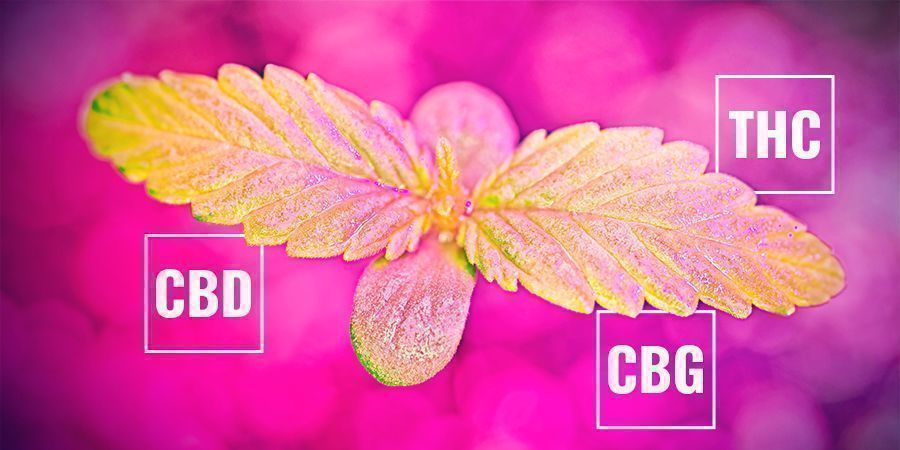 Miten fotosynteesin nopeus voi vaikuttaa kannabinoidipitoisuuksiin