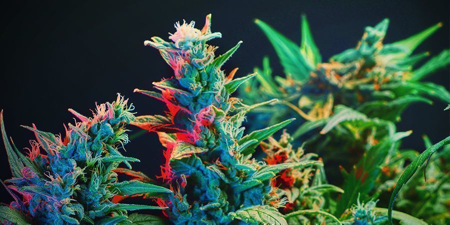 Ero fotoperiodisten ja Autoflower-lajikkeiden välillä fotosynteesin kannalta?
