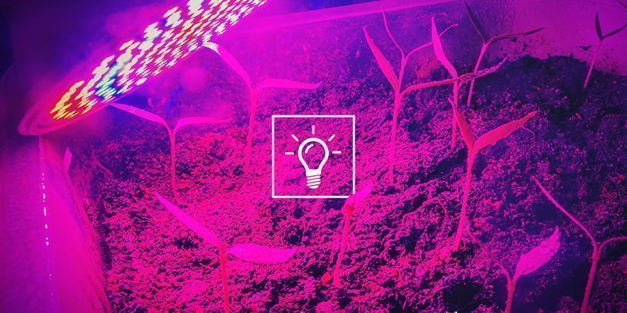 Kannabis ja valon laatu: wattimäärä, lumen, PAR ja PPFD