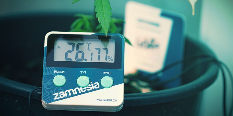 Kannabis: fotosynteesin optimaaliset olosuhteet