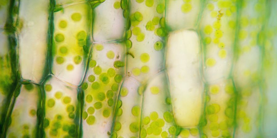 Kloroplastit CHLOROPLASTS