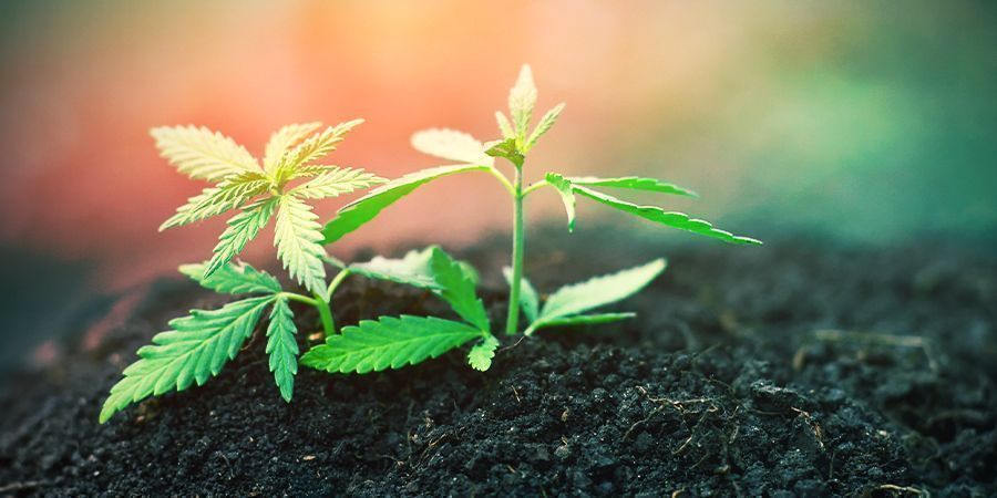 Kannabiksen taimivaihe Kannabiksen taimivaihe