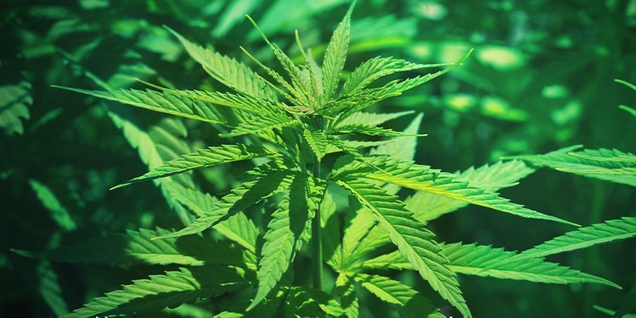 Kannabiksen vegetatiivinen kasvuvaihe Kannabiksen vegetatiivinen kasvuvaihe
