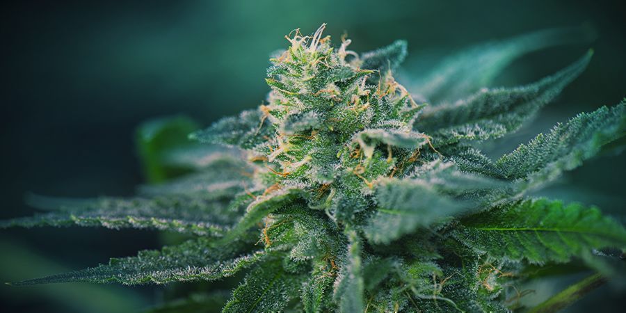 Kannabiksen kukintavaihe Kannabiksen kukintavaihe