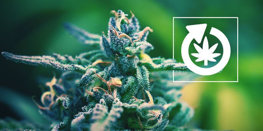 Kannabiskasvin elinkaari Kannabiskasvin elinkaari