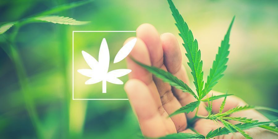 Kaikki kannabiskasvin anatomiasta Kaikki kannabiskasvin anatomiasta