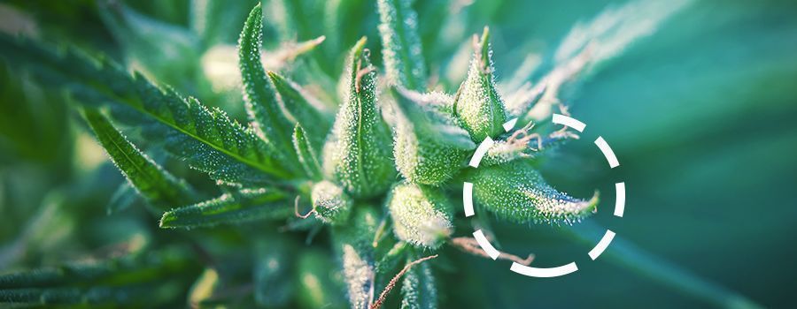 Kannabiksen calyx cannabis CALYX