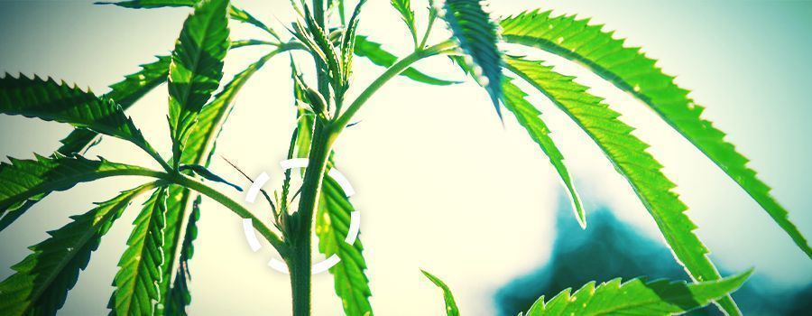 Solmukohdat cannabis NODES