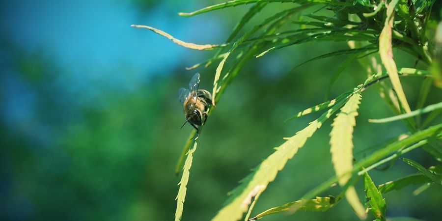 Kannabiksen p&ouml;lytys