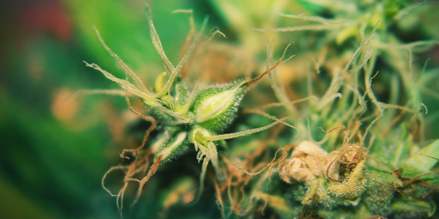 Hermafrodiittiset kannabiskasvit