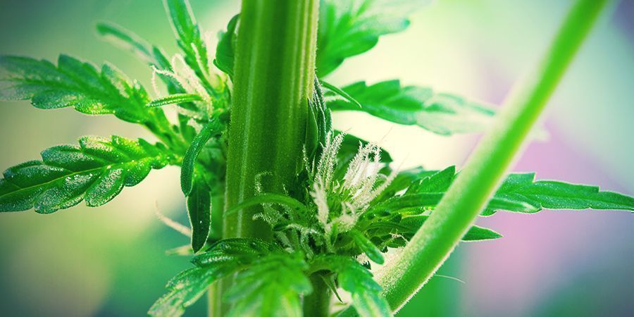 NAARASKANNABISKASVIT