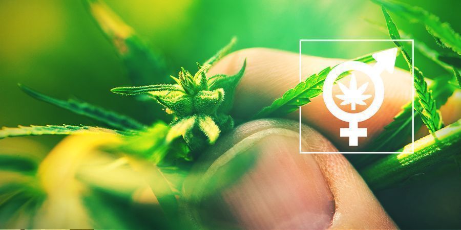 M&auml;&auml;rit&auml; kannabiskasviesi sukupuoli
