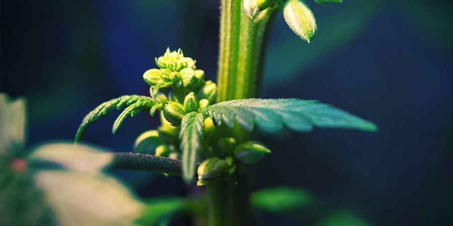 Uroskannabiskasvit